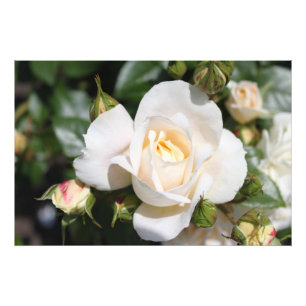 Linda flor de rosa branca. fotografia floral