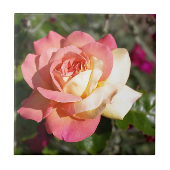Linda flor de rosa rosa e amarela.  Floral (Frente)