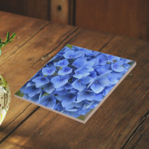 Linda Hortênsia Azul Florir Floral
