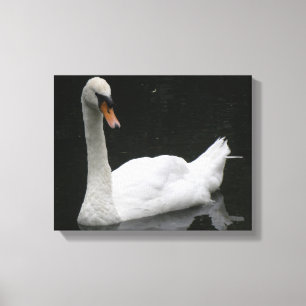 Linda Impressão em Tela do Cisne Branco