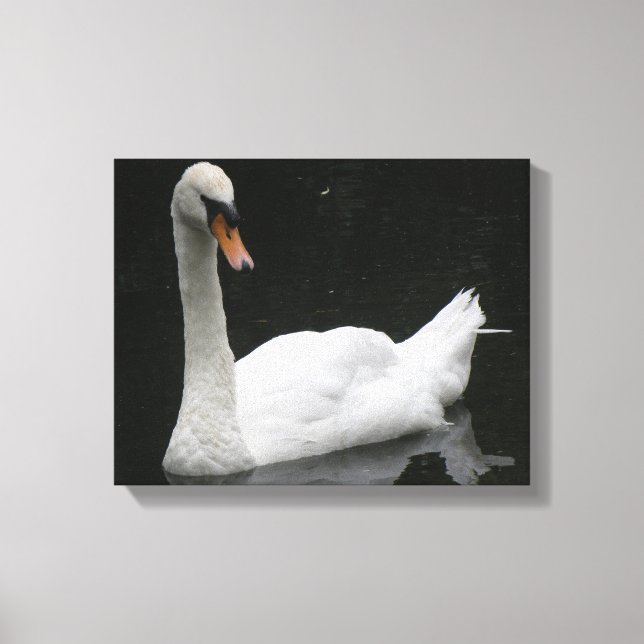 Linda Impressão em Tela do Cisne Branco (Frente)