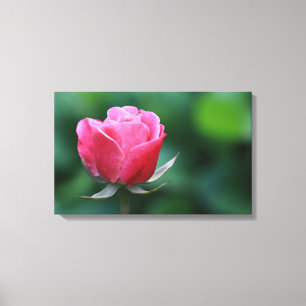 Linda Impressão em Tela Esticada de Rosa Rosa/Verm