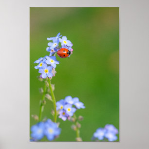 Linda Ladybug no Forget-me-not Poster
