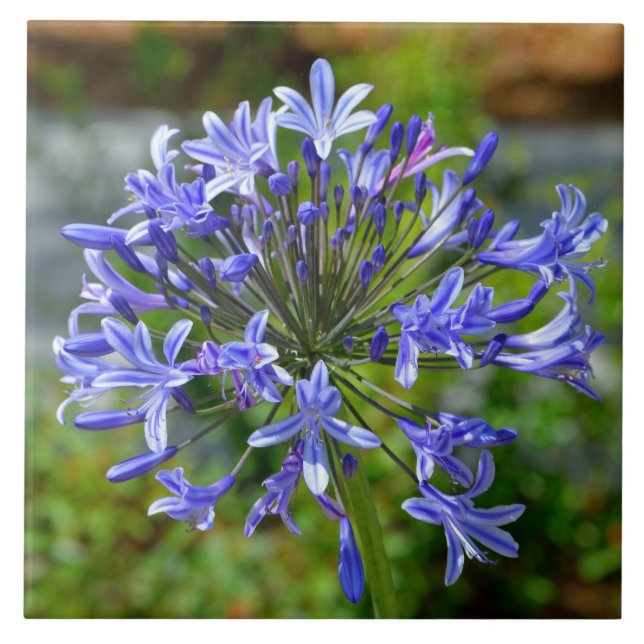 Linda Lily Africana (Frente)
