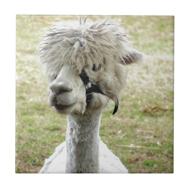 Linda Llama Branca (Frente)