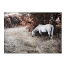 Linda paisagem de outono com cavalo branco