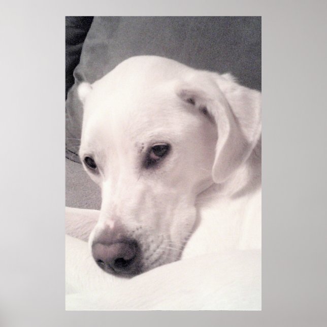 Linda Poster de Cinza de  de Cachorro Labrador Mis (Frente)