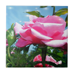 Linda rosa cor-de-rosa no céu azul. Fotografia flo