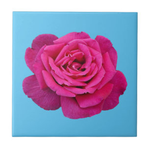 Linda rosa rosa