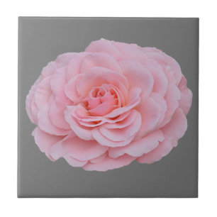 Linda rosa rosa rosa