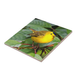 Linda Warbler de Wilson na árvore cerejeira