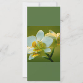 Lindas flores brancas de orquídea mantêm a calma l