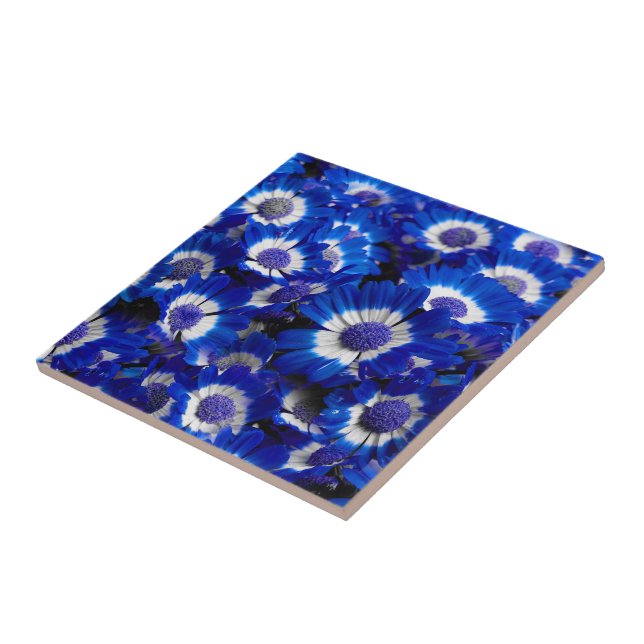 Lindas Flores de Cinerária Azul Real (Lateral)