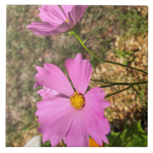 Lindas Flores de Cosmos Flora de Verão