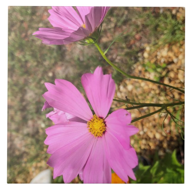 Lindas Flores de Cosmos Flora de Verão (Frente)