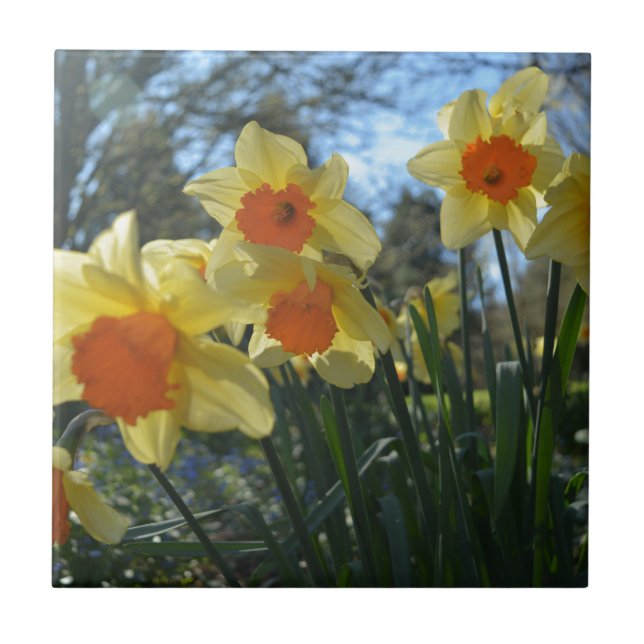 Lindas flores primavera amarelas, daffodilas laran (Frente)