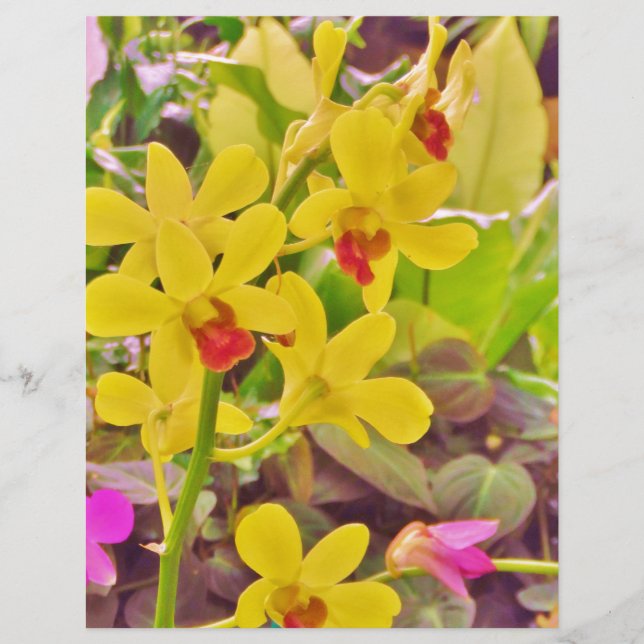 Lindas orquídeas de outono amarelas (Frente)