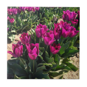 Lindas Tulipas