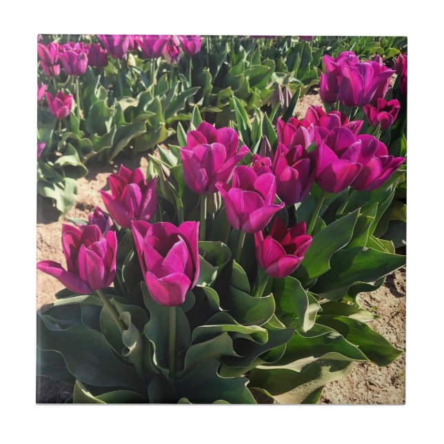 Lindas Tulipas (Frente)