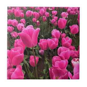 Lindas Tulipas Rosa, Oregon