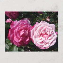 Lindo Cartão Postal de Foto de Rosa Vintage Rosa