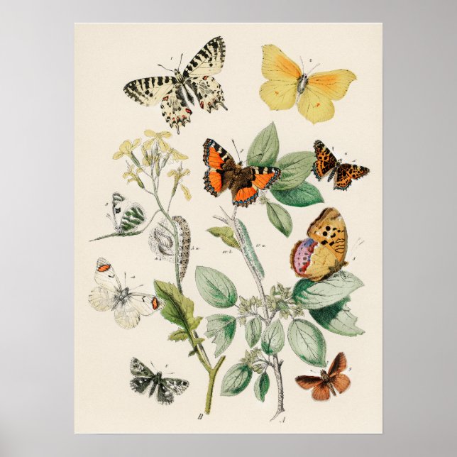 Lindo Cartaz de Impressão da Natureza com Borbolet (Frente)