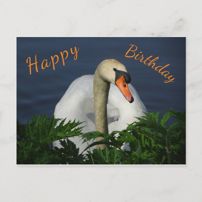 Lindo Cisne Feliz Aniversário Cartão Postal (Frente)
