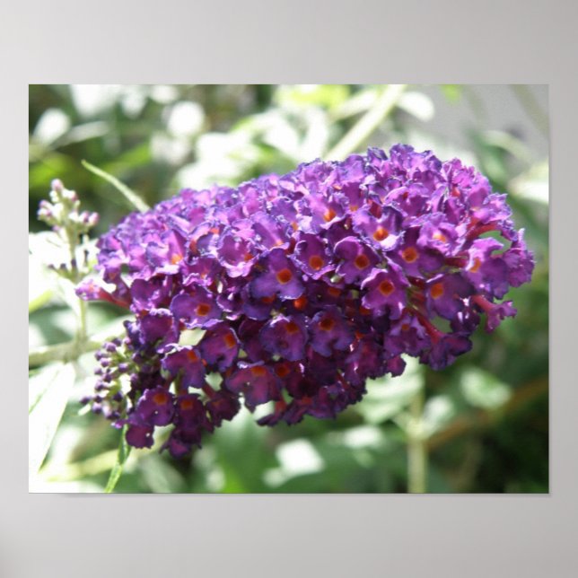 Lindo Impressão de Flores Roxas de Buddleia (Frente)