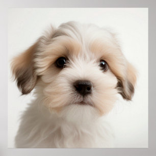 Lindo Poster de Retrato de Cachorro Havanês Filhot