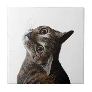 Lindo Retrato de Gato Malhado em Azulejo Cerâmico