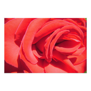 lindo trabalho artístico de foto de flor de rosa v