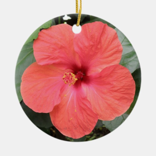Lindos ornamentos de Flor Laranja Hibiscus (Frente)