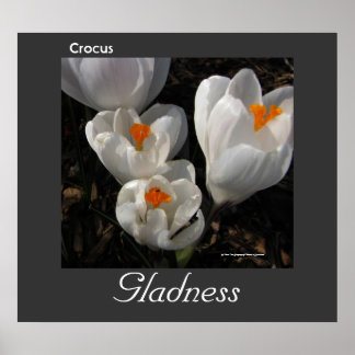 Língua das Flores - Poster de Gladness Crocus