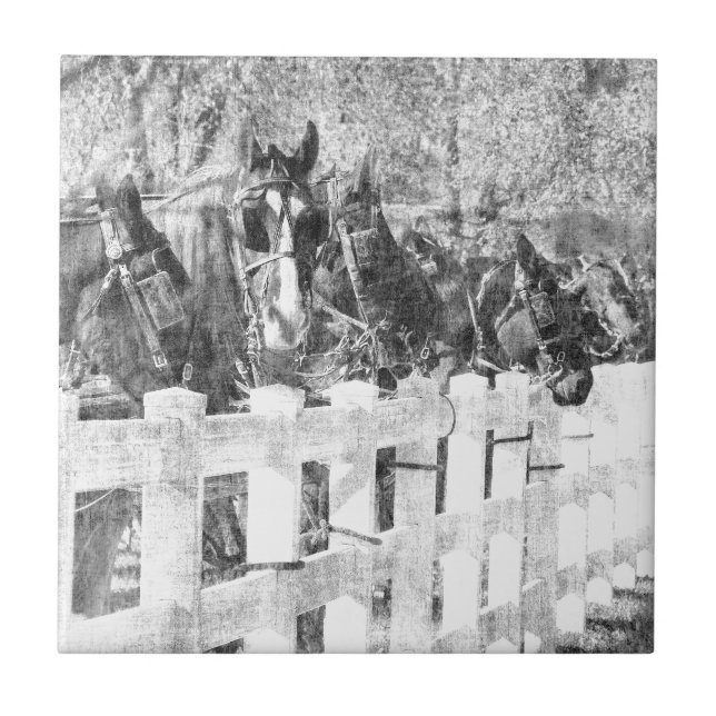 Linha Amish Horses Black and White (Frente)