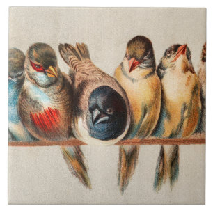 Linha de Aves e Dove