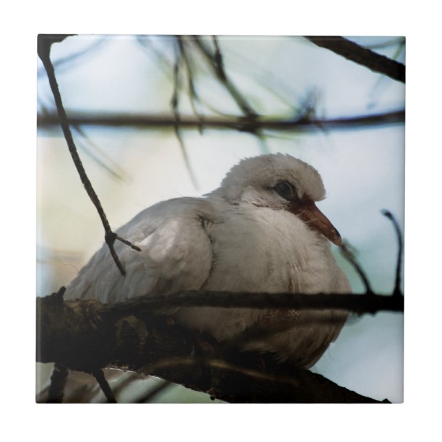 Linha mestre (Frente)