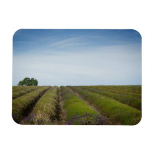 Linhas de lavanda após a colheita de ímã retangula