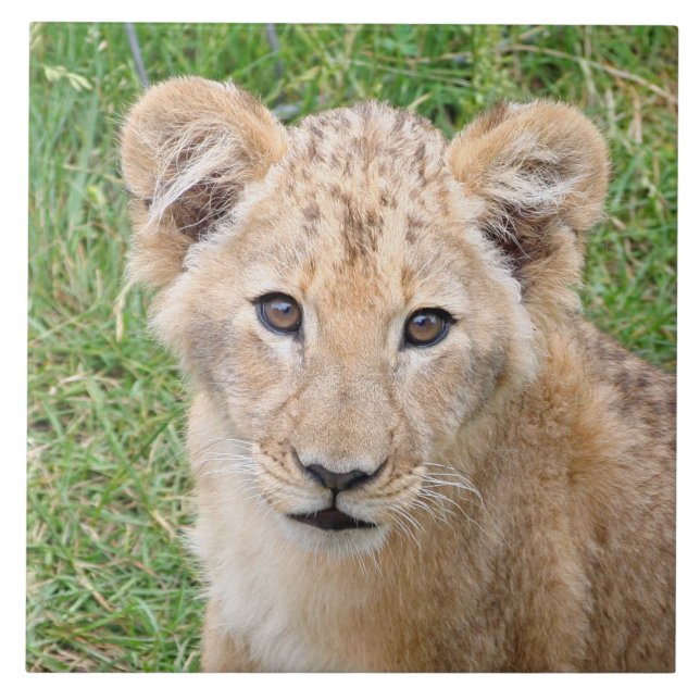 Lion 016 (Frente)