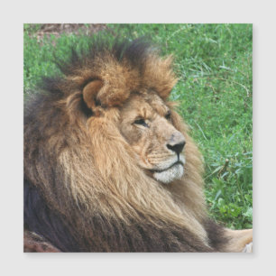 Lion_2015_0701