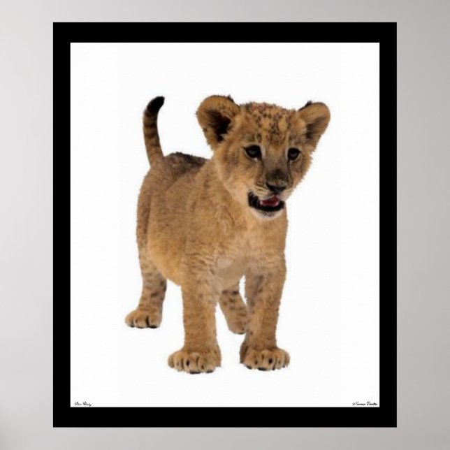 Lion Baby Poster (Frente)
