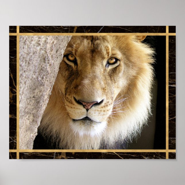 Lion Big Cat Photo Image Print Poster (Frente)