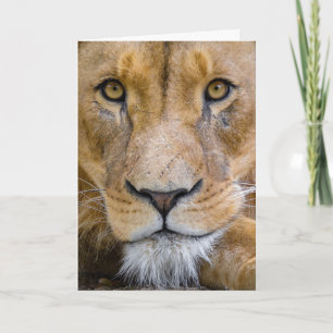 LION BIRTHDATING CARTÃO