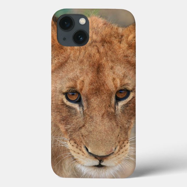 Lion Cub (Verso)