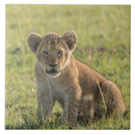 Lion Cub No Ambiente Natural Africano
