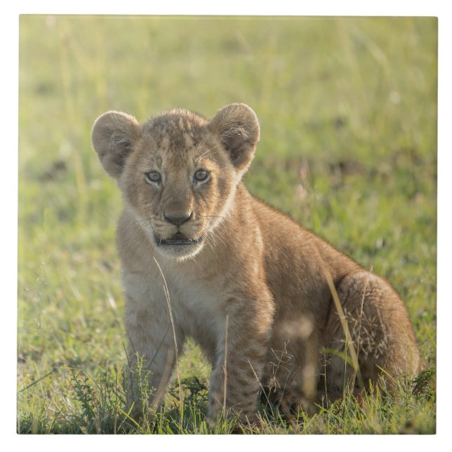 Lion Cub No Ambiente Natural Africano (Frente)