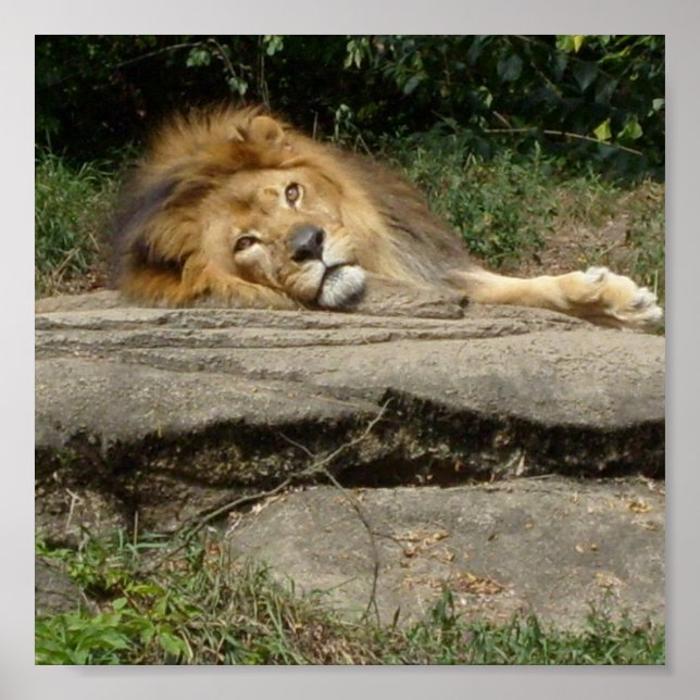 Lion Design Poster (Frente)