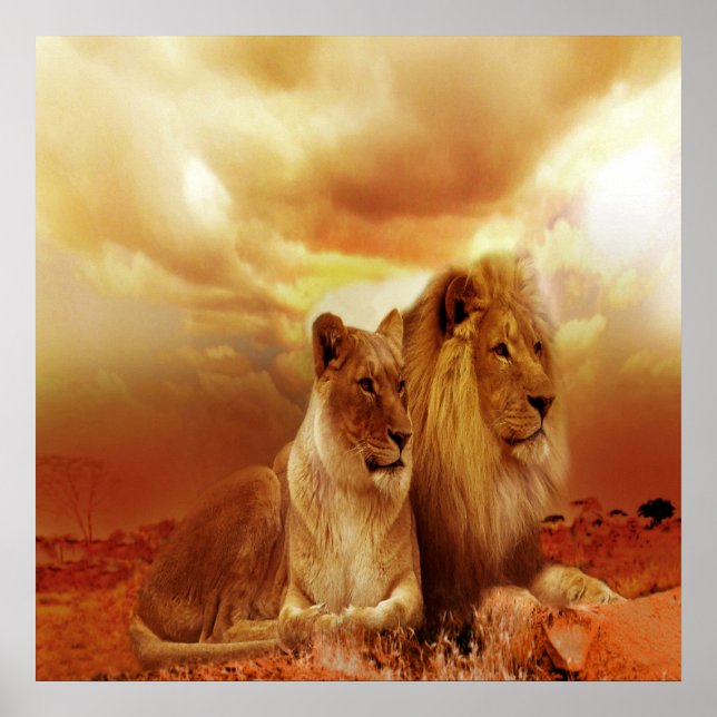 Lion e Lioness 24" x 24", papel de Poster de valor (Frente)