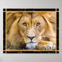 Lion Face Closeup Bright Photo Image Print Poster