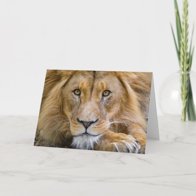 LION FOTOGRAFIA BIRTHDAY GREETING CARTÃO (Frente)