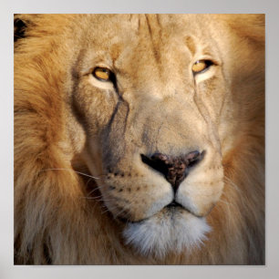 Lion Images Impressão